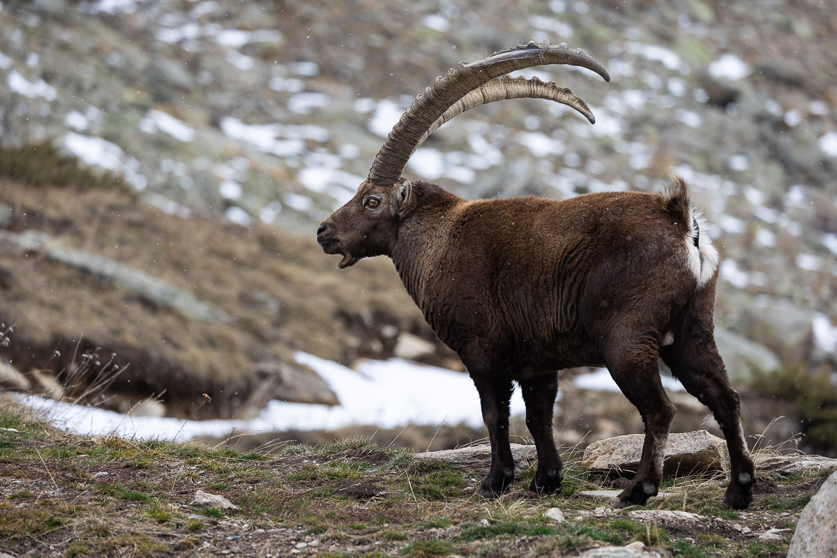 Sua maest� lo stambecco