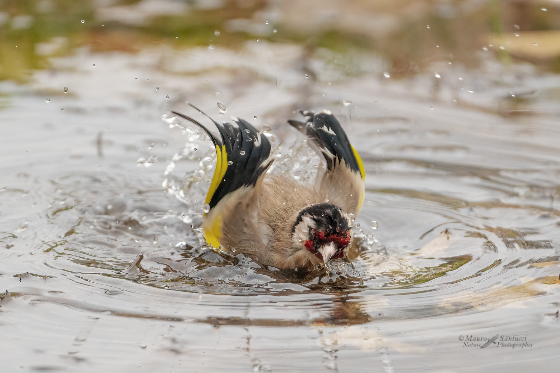 Cardellino-al-bagno_DSC02164