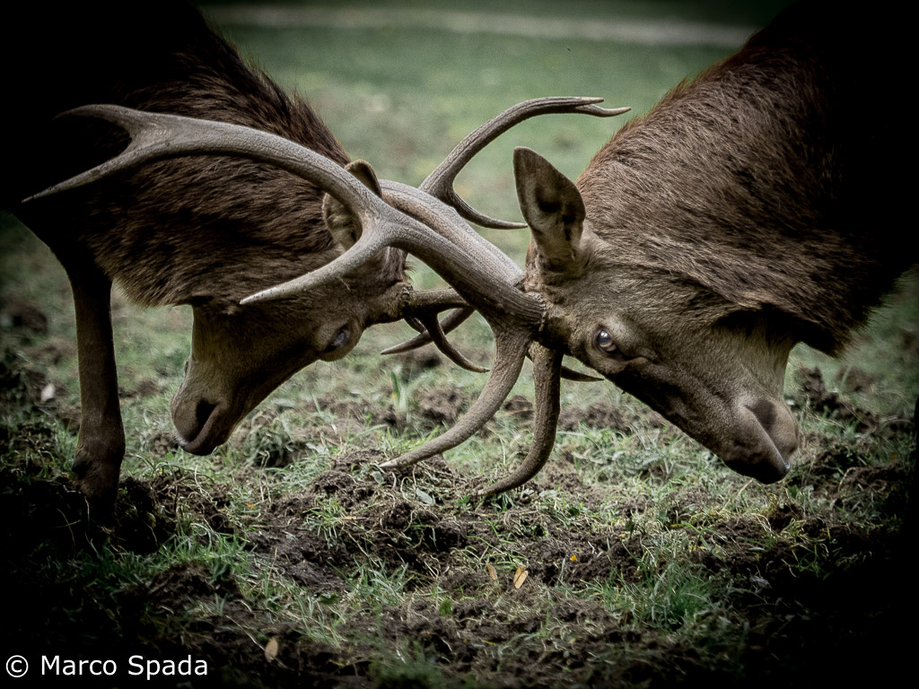 Giovani Cervi che giocano al combattimento
