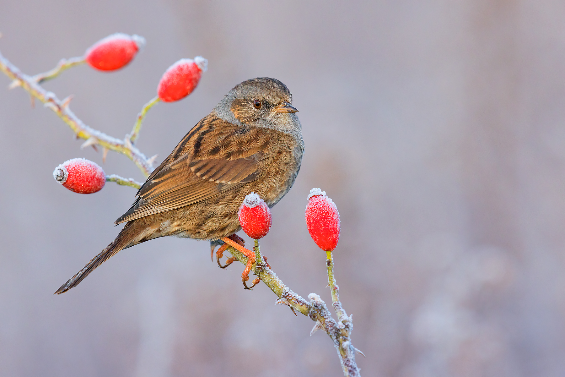 Passera Scopaiola e gelata