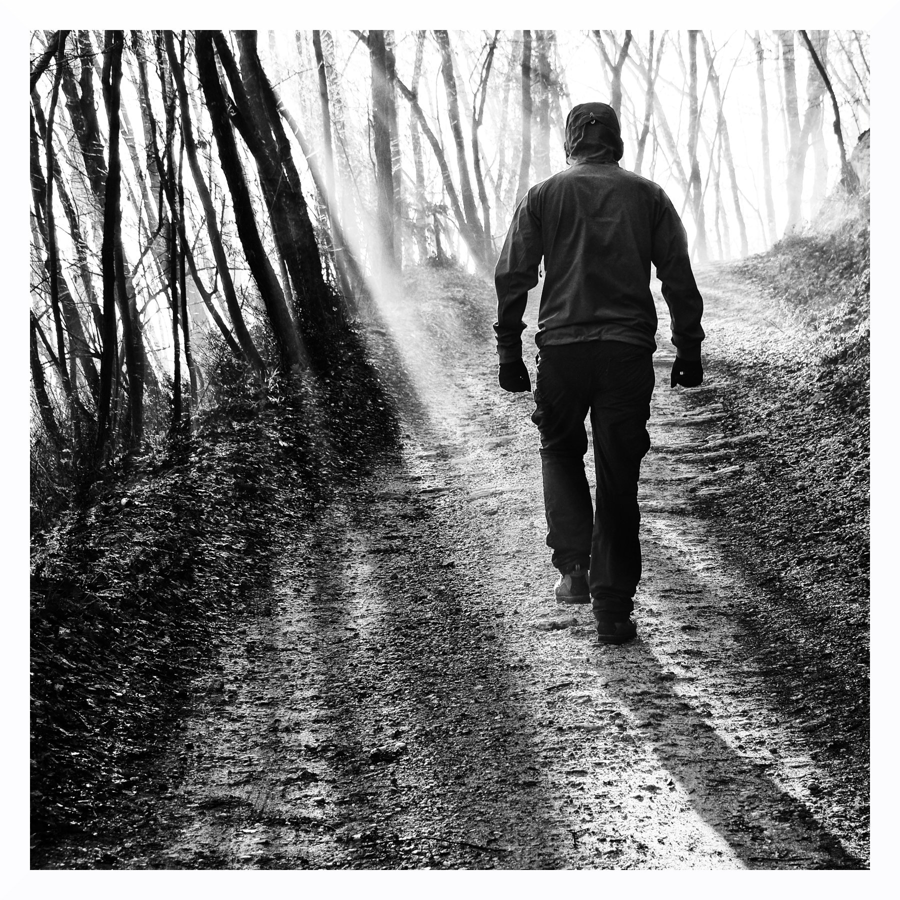 Controluce nel bosco