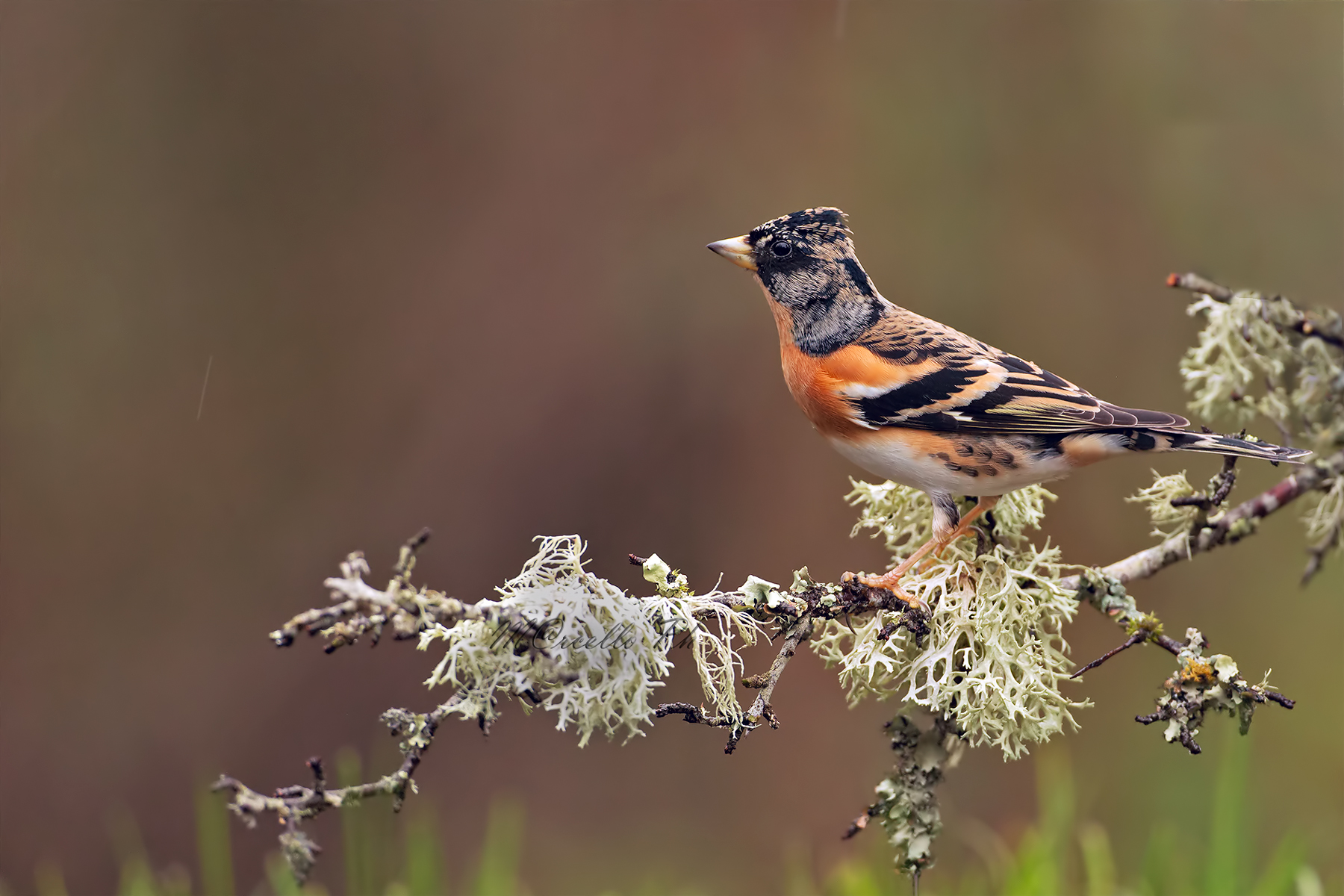 I colori della Peppola (Maschio)