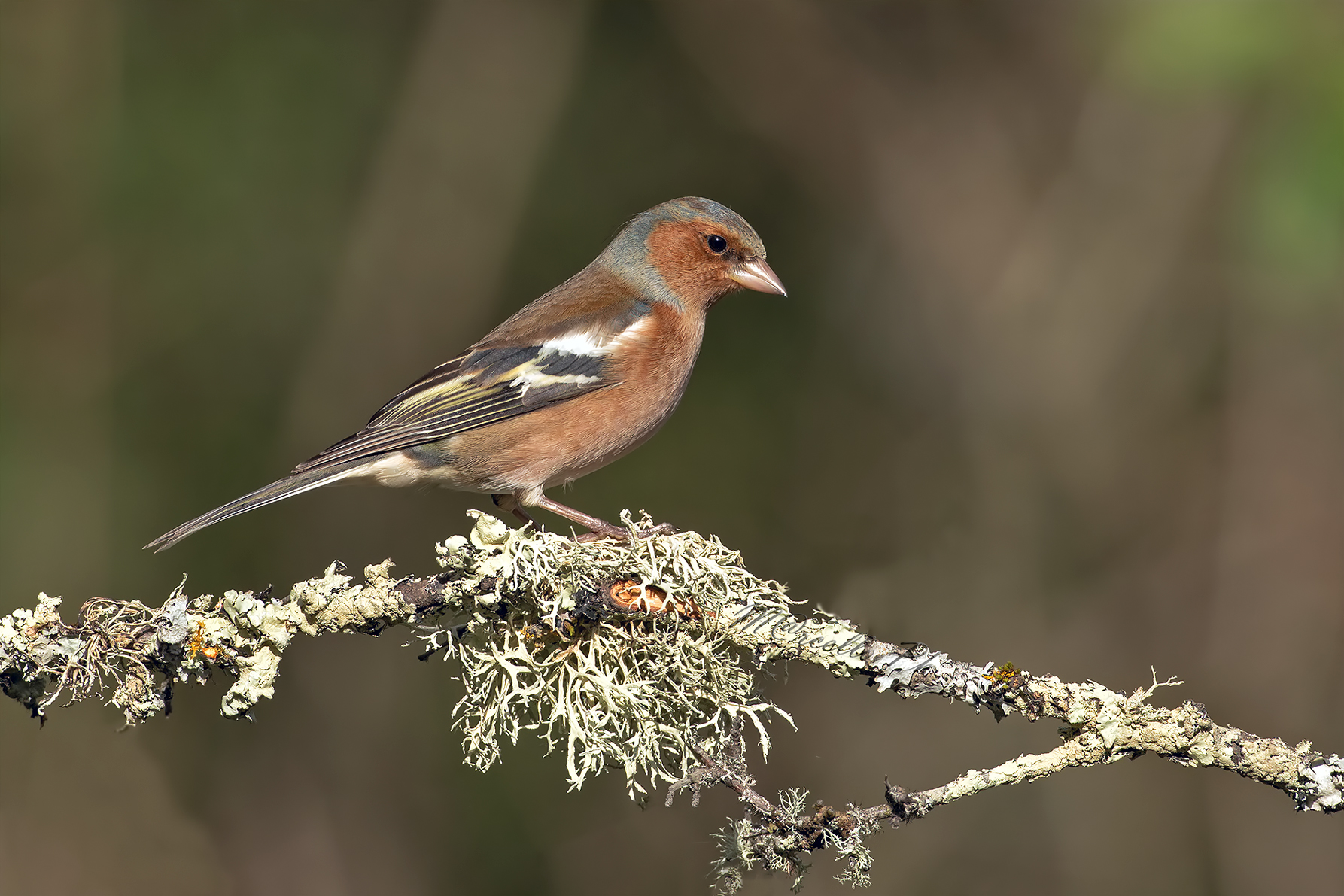 Fringuello maschio in abito invernale.