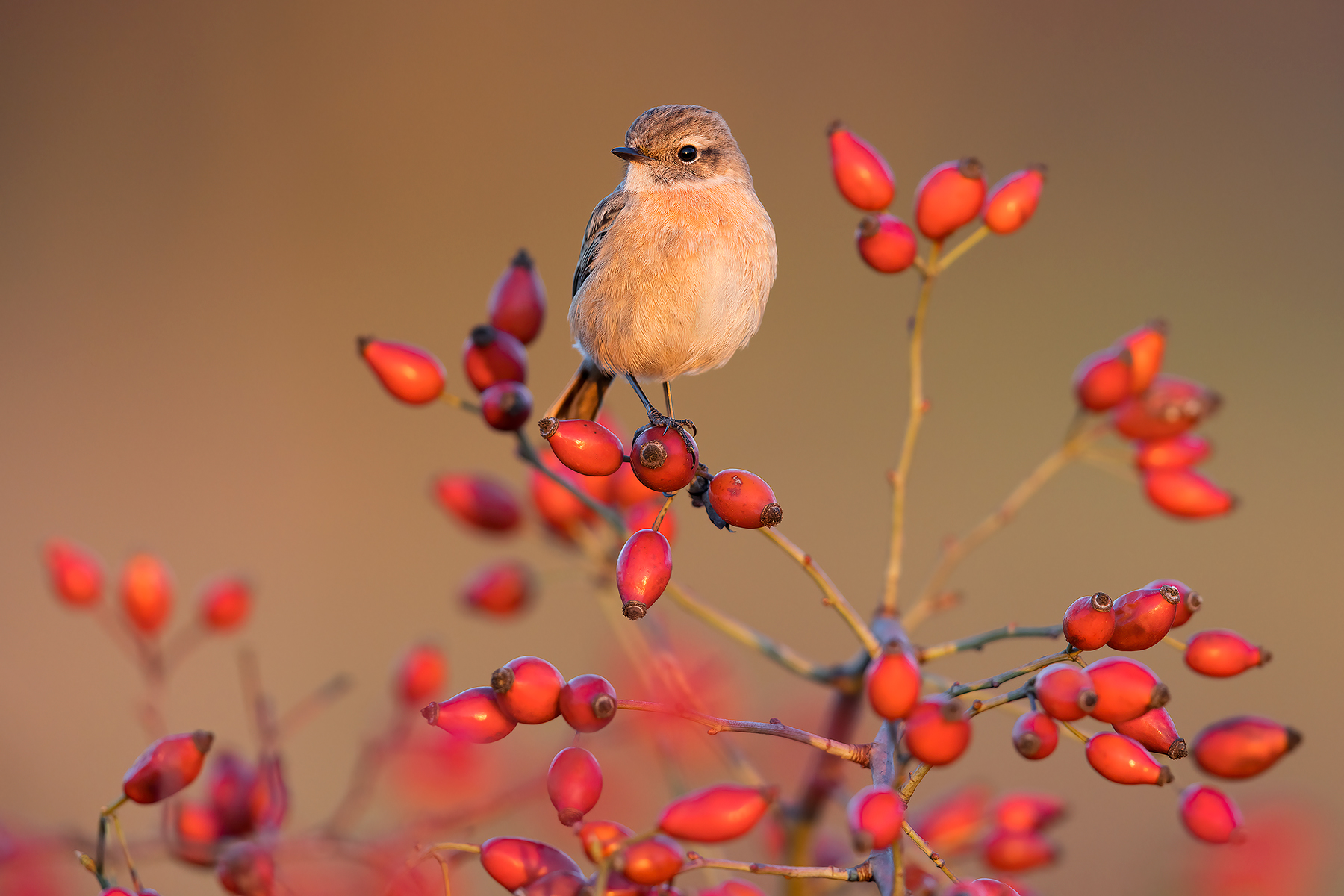 Alba in cornice (Saltimpalo)