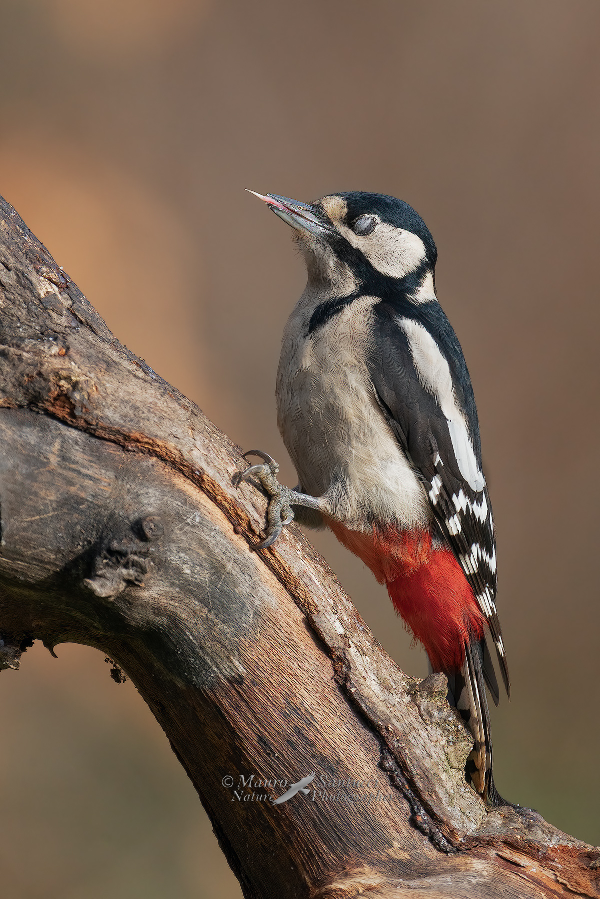 La-linguetta_DSC02361