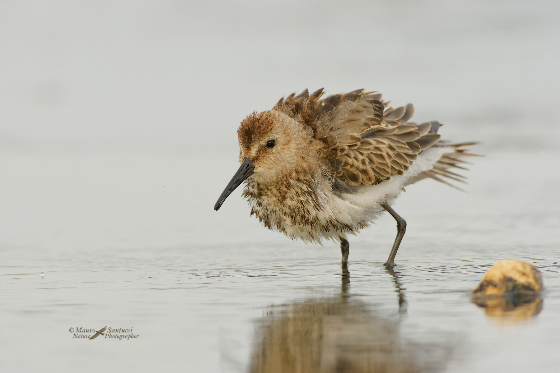Piovanello-pancianera-arruffato_DSC9087