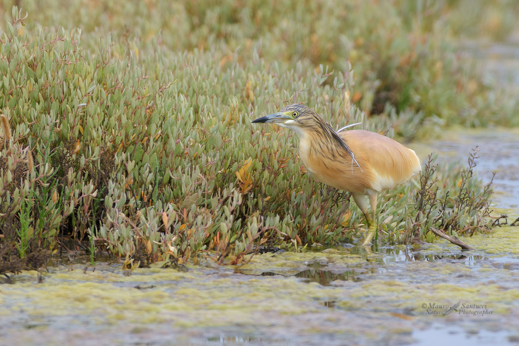 Sgarza-ciuffetto_DSC7915