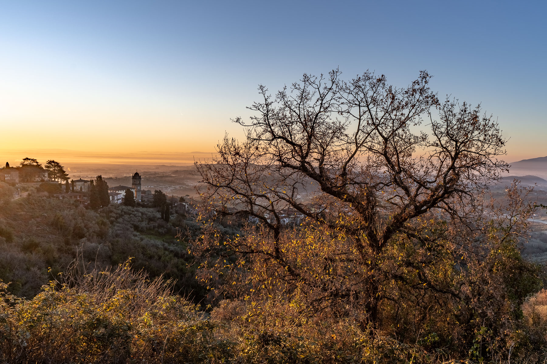 una quercia.......e non solo