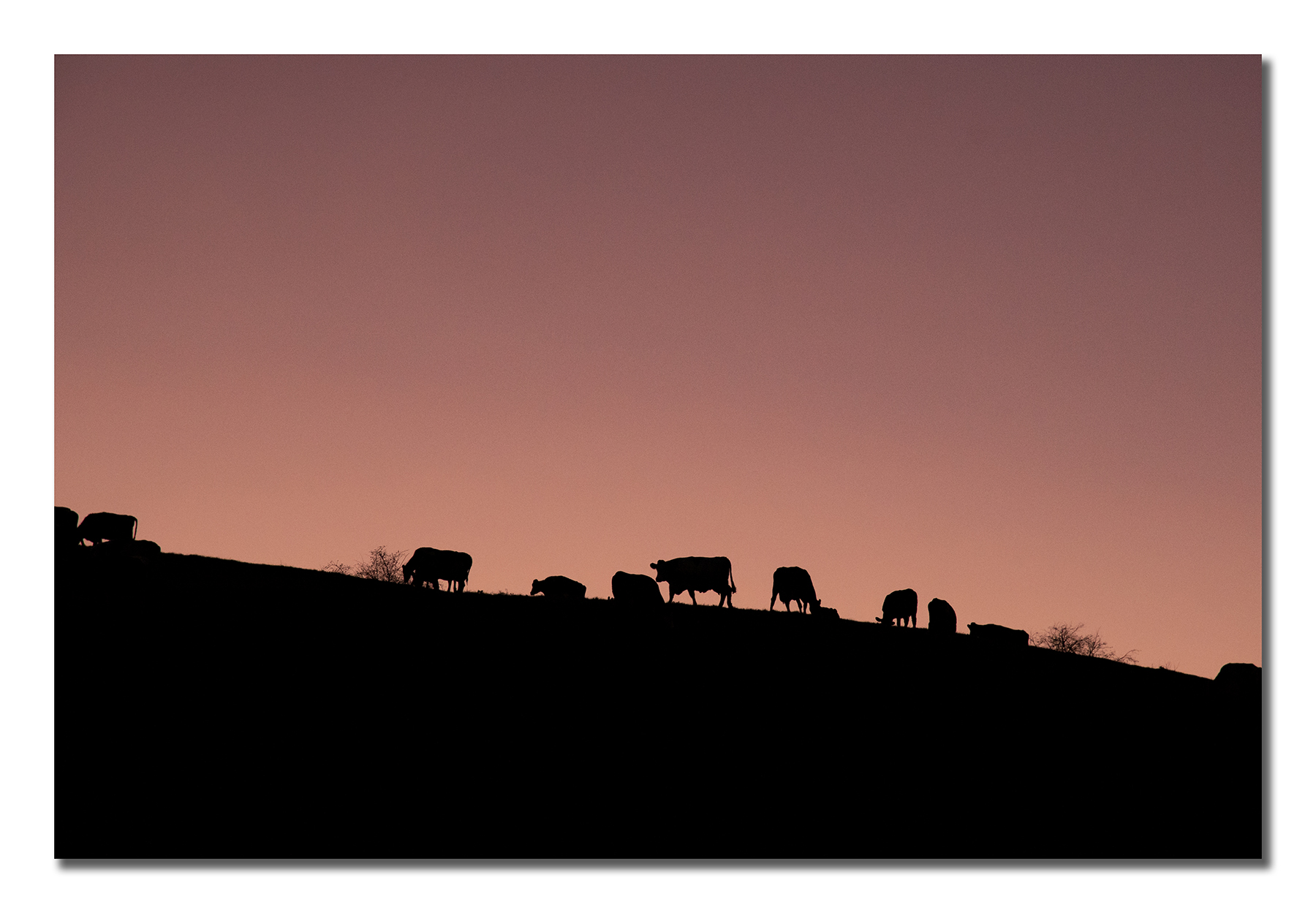 Cows_on_sunset