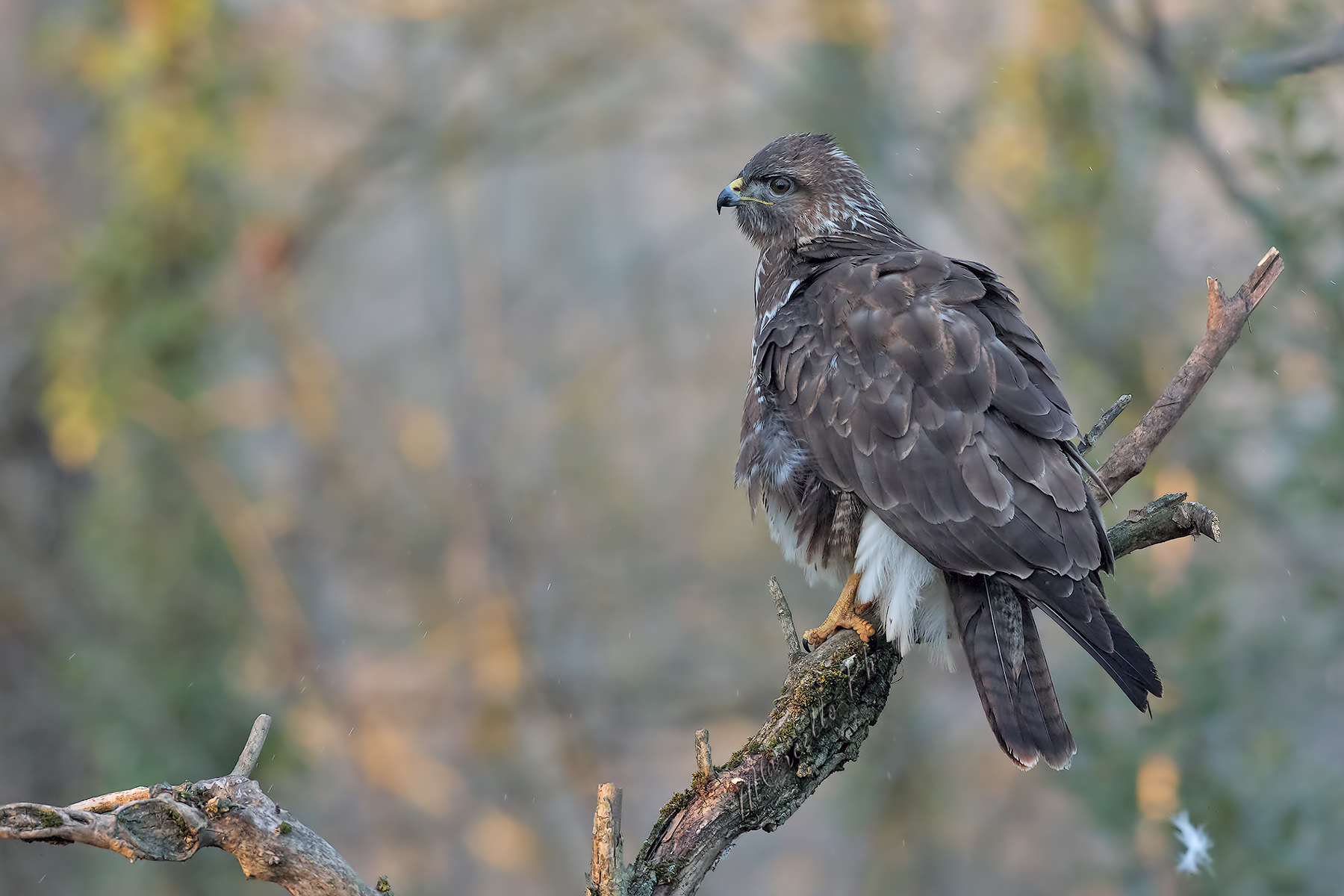 Dopo una scrollatina di piume....