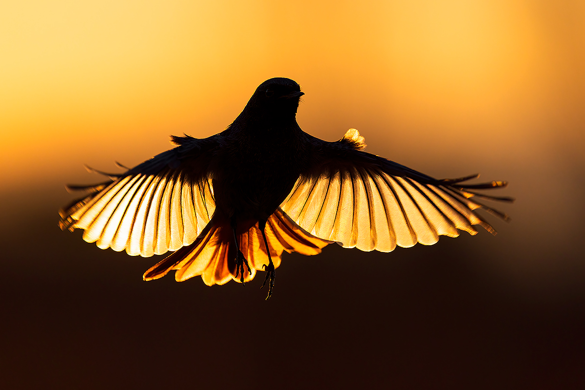 Ali dorate (Codirosso Spazzacamino)