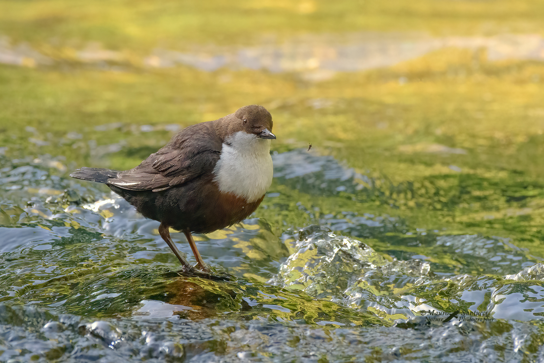 Merlo-acquaiolo_DSC7634