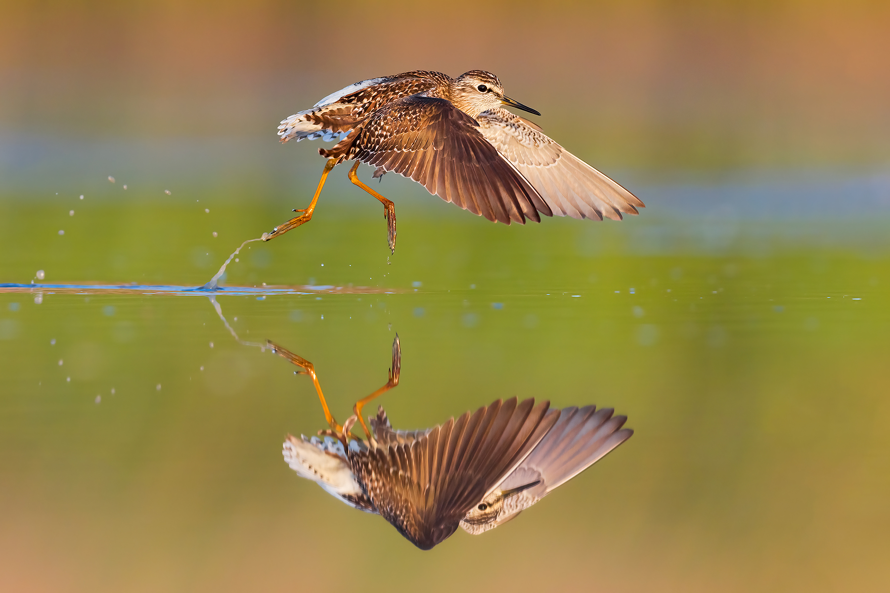 Doppio Guizzo (Piro Piro Boschereccio)