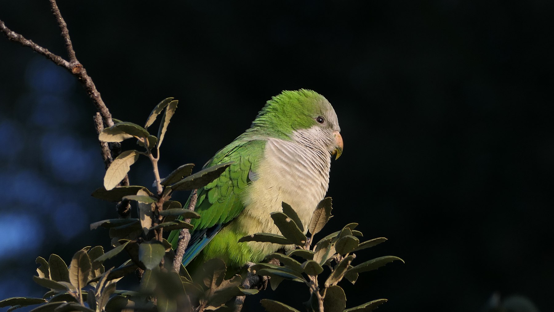 Pappagallino a Villa Torlonia, Roma (1)