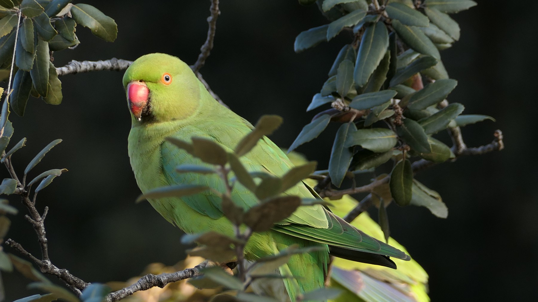 Pappagallino a Villa Torlonia, Roma (3)