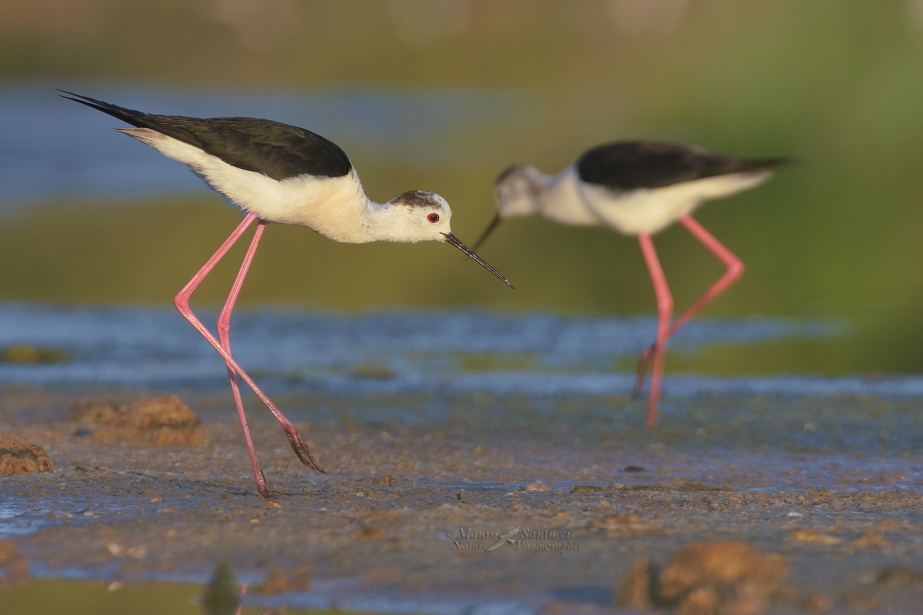 Cavalieri-d'italia_DSC4973