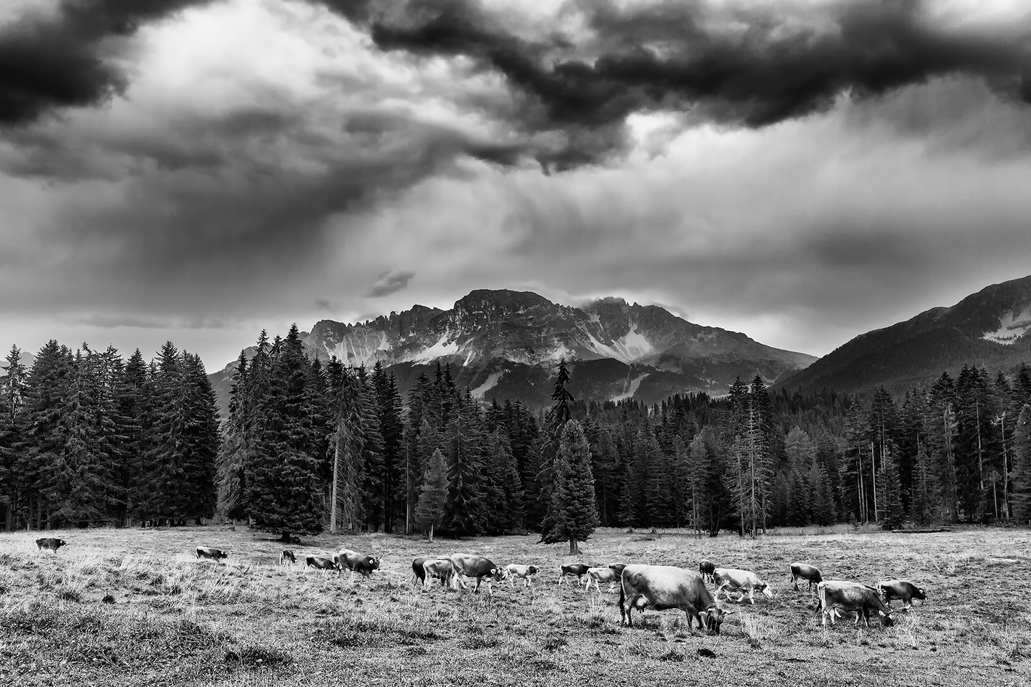 Cows with Latemar in background