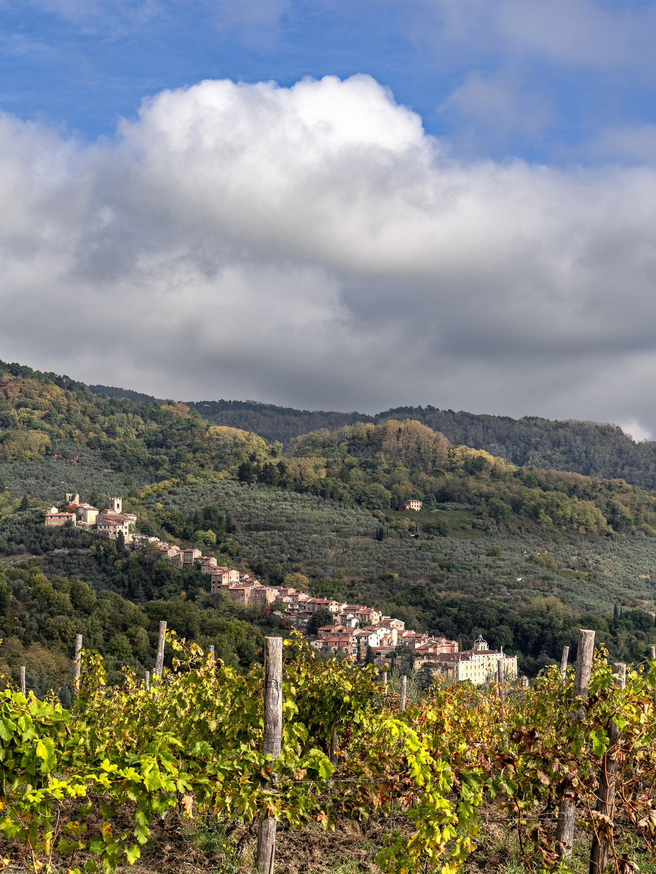 tra il cielo e la vigna