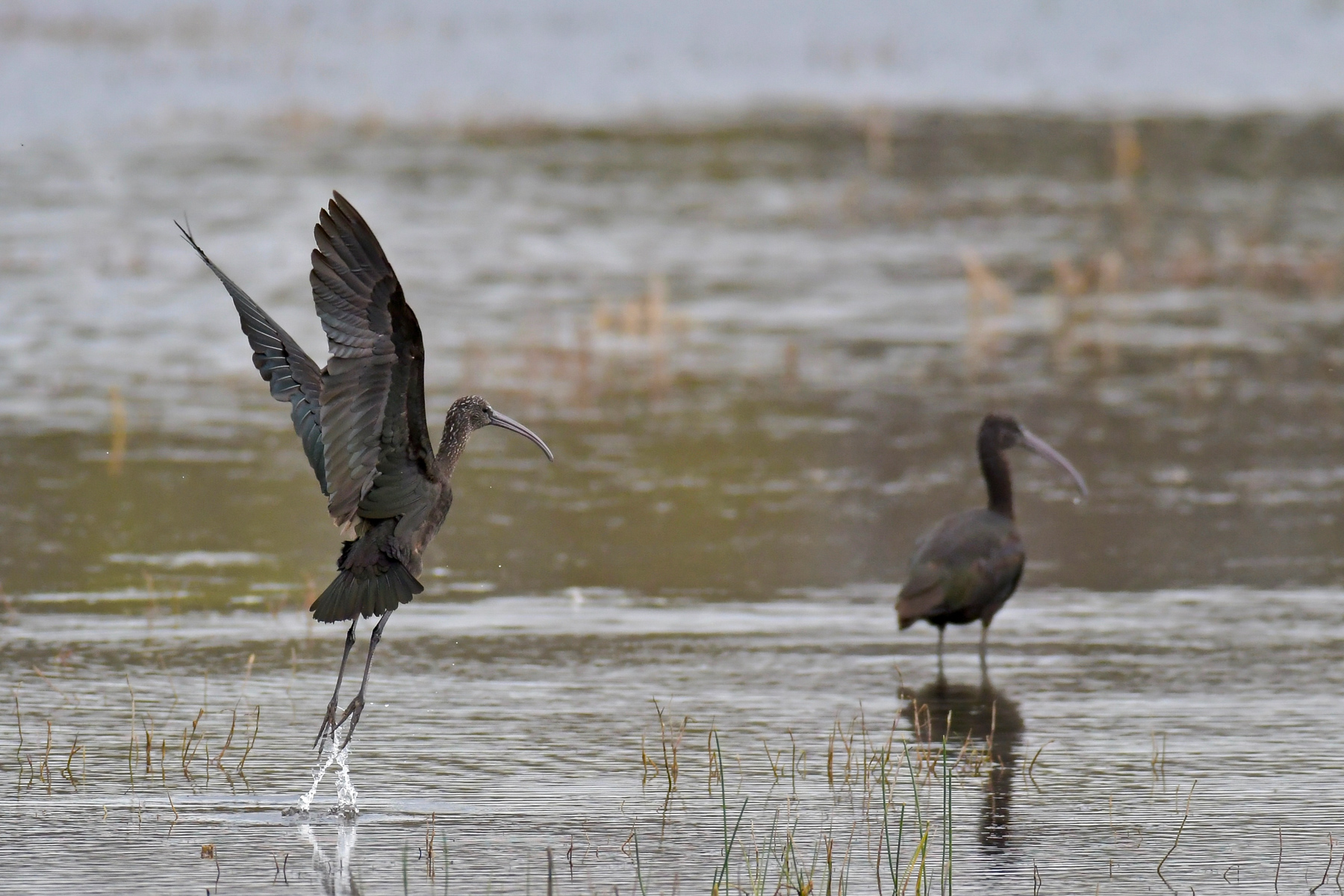 Lo stacco del mignattaio