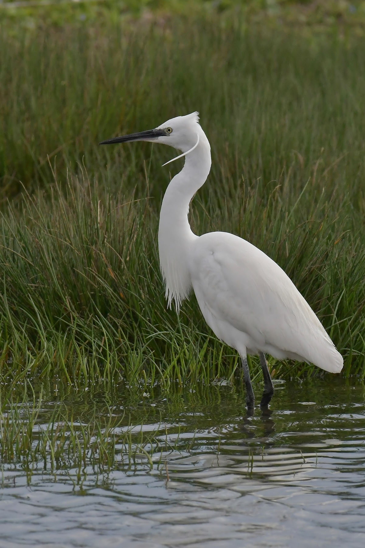Garzetta in livrea nuziale