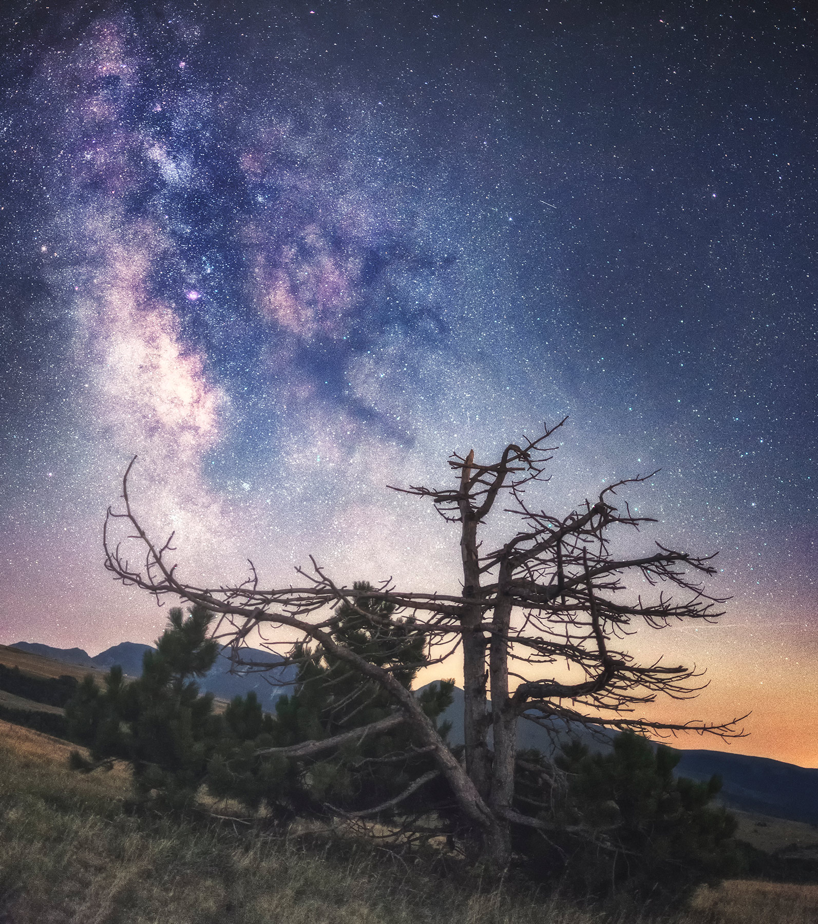 back to the primitive