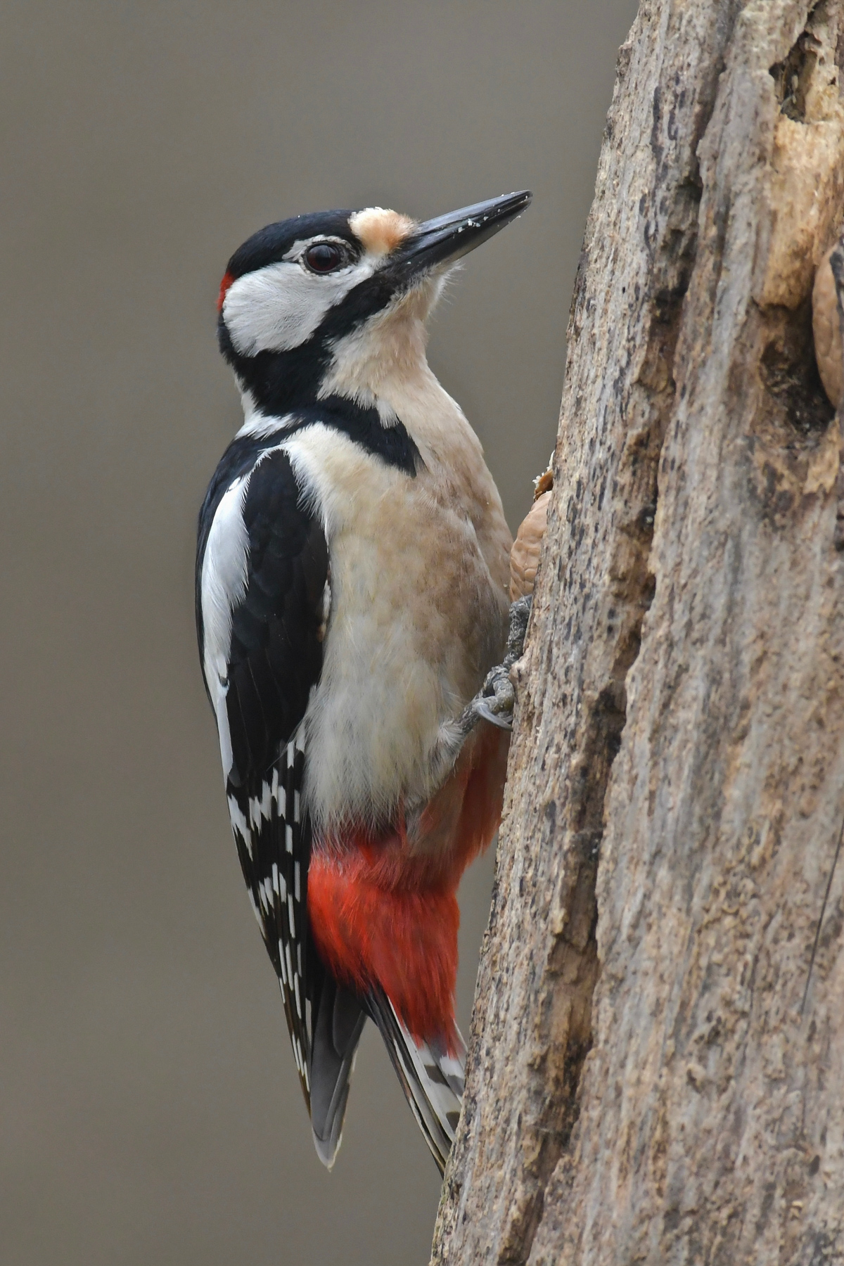 Picchio rosso maggiore