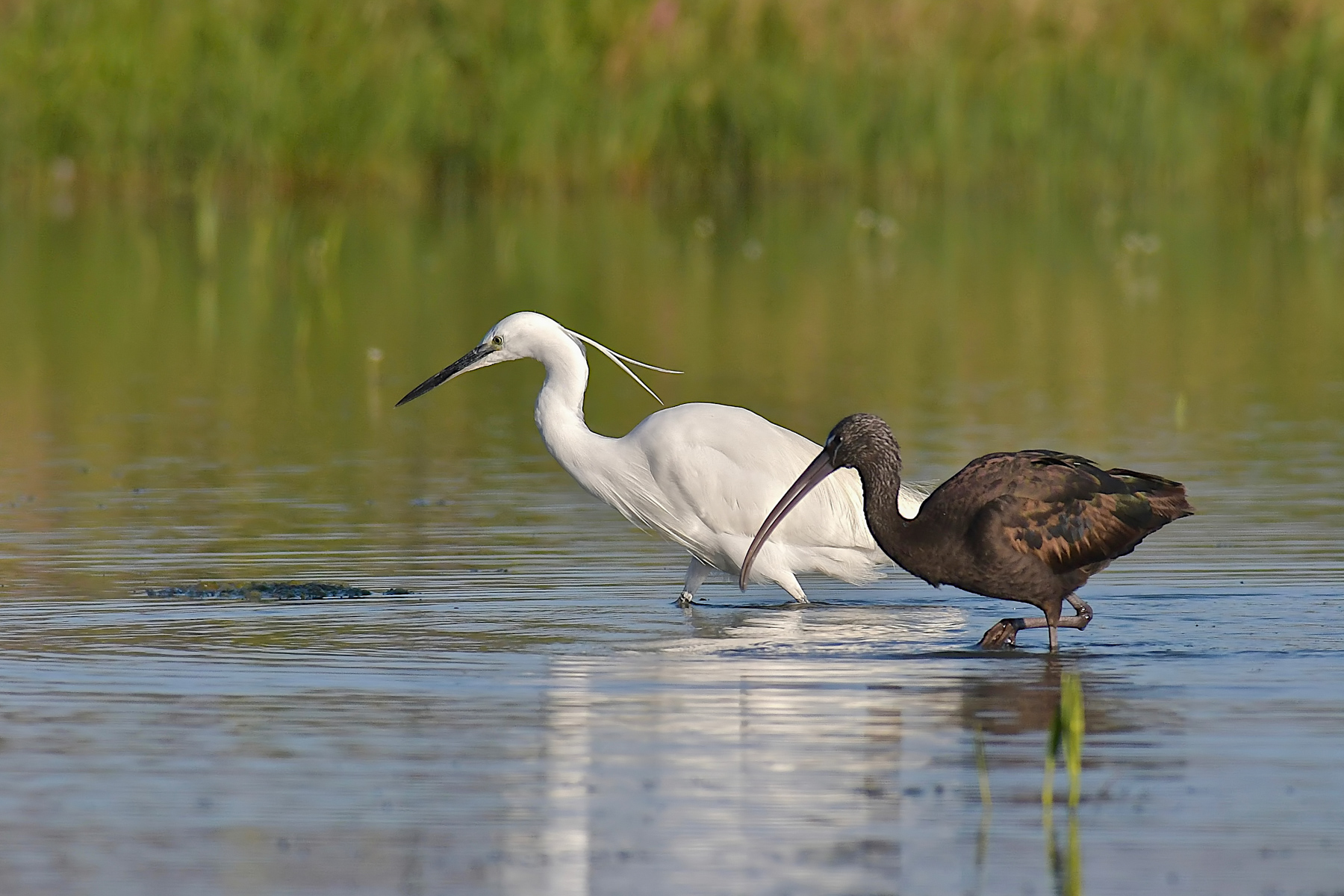 Io, Chiara e lo Scuro...