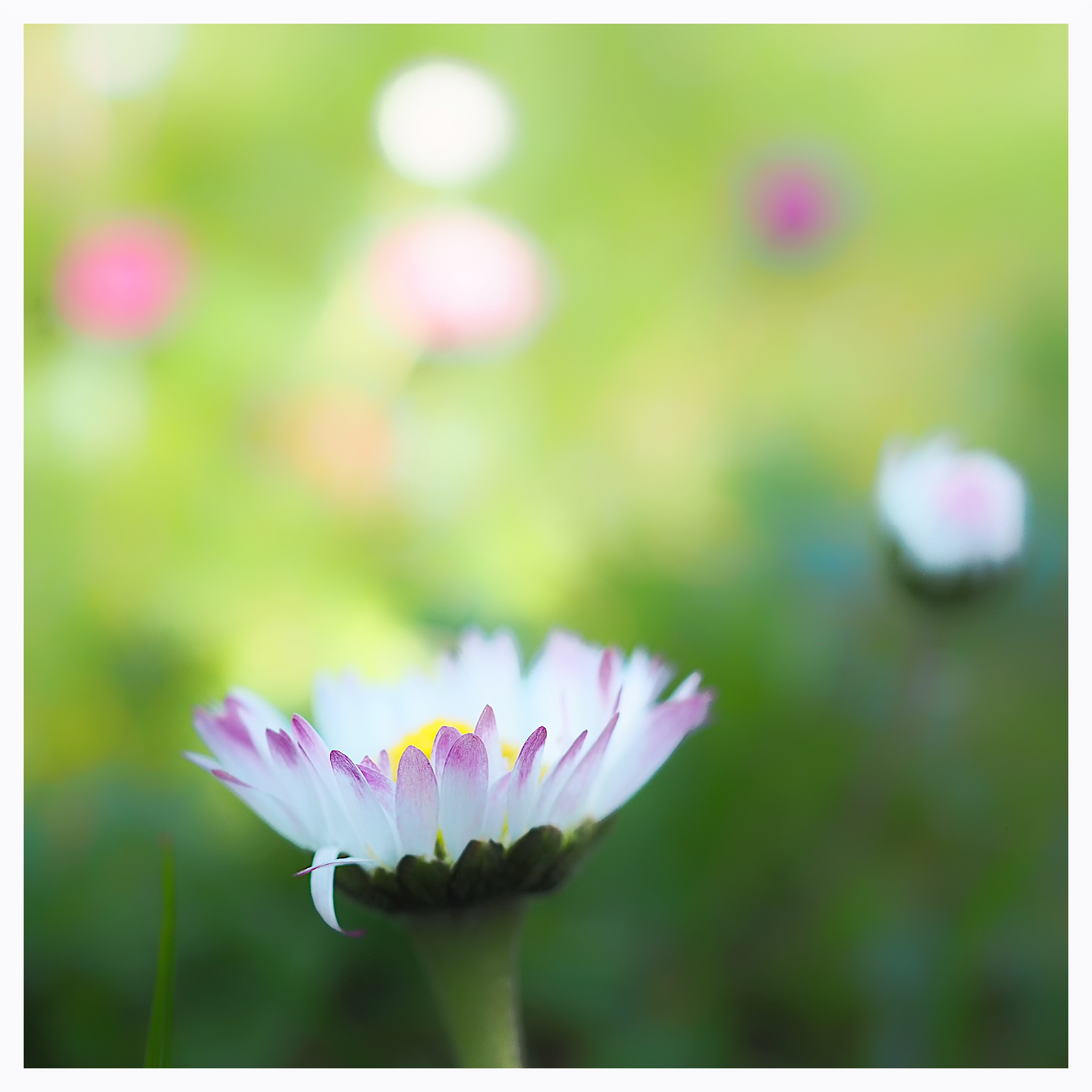 Nel prato di primavera