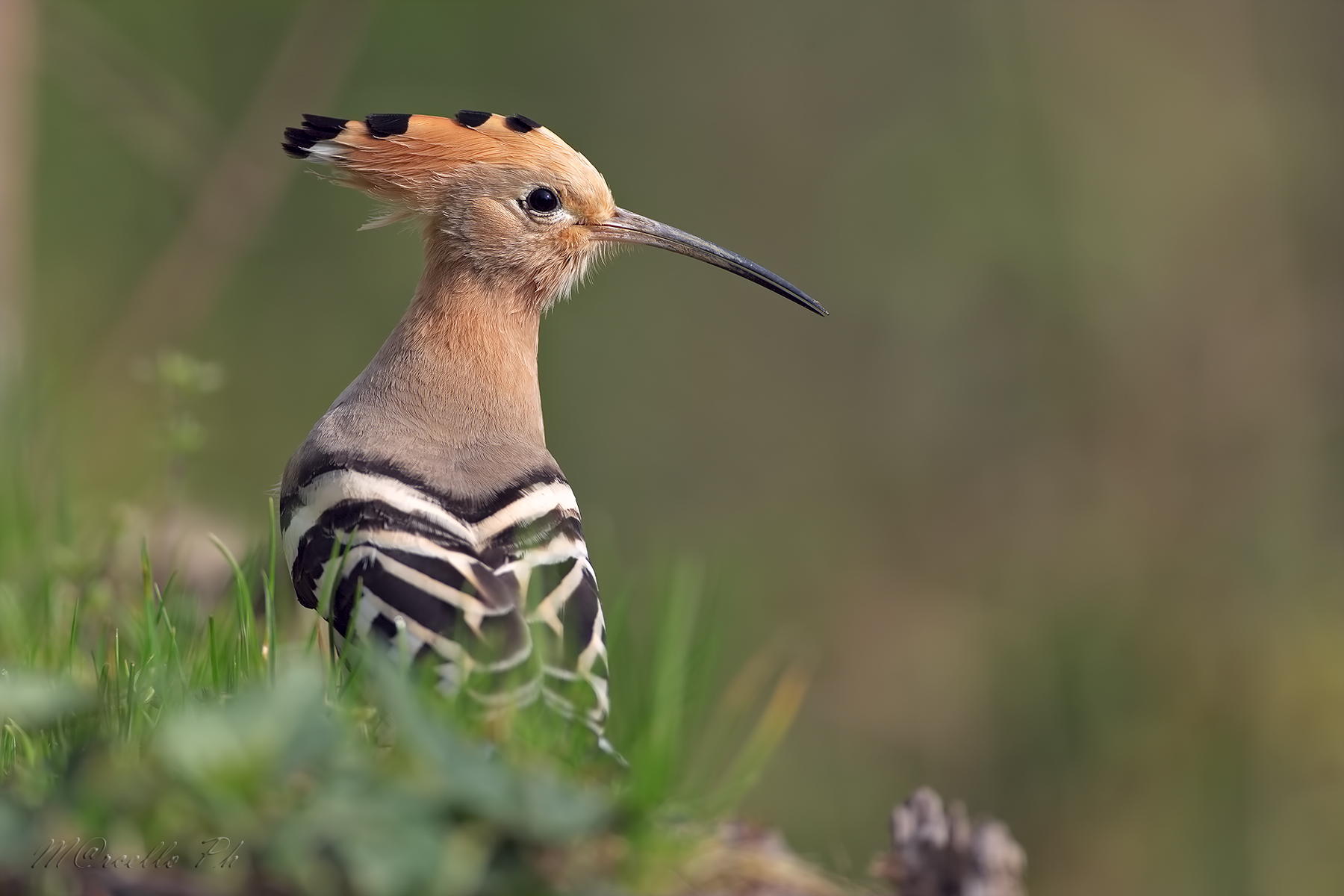Quasi nel capanno Upupa