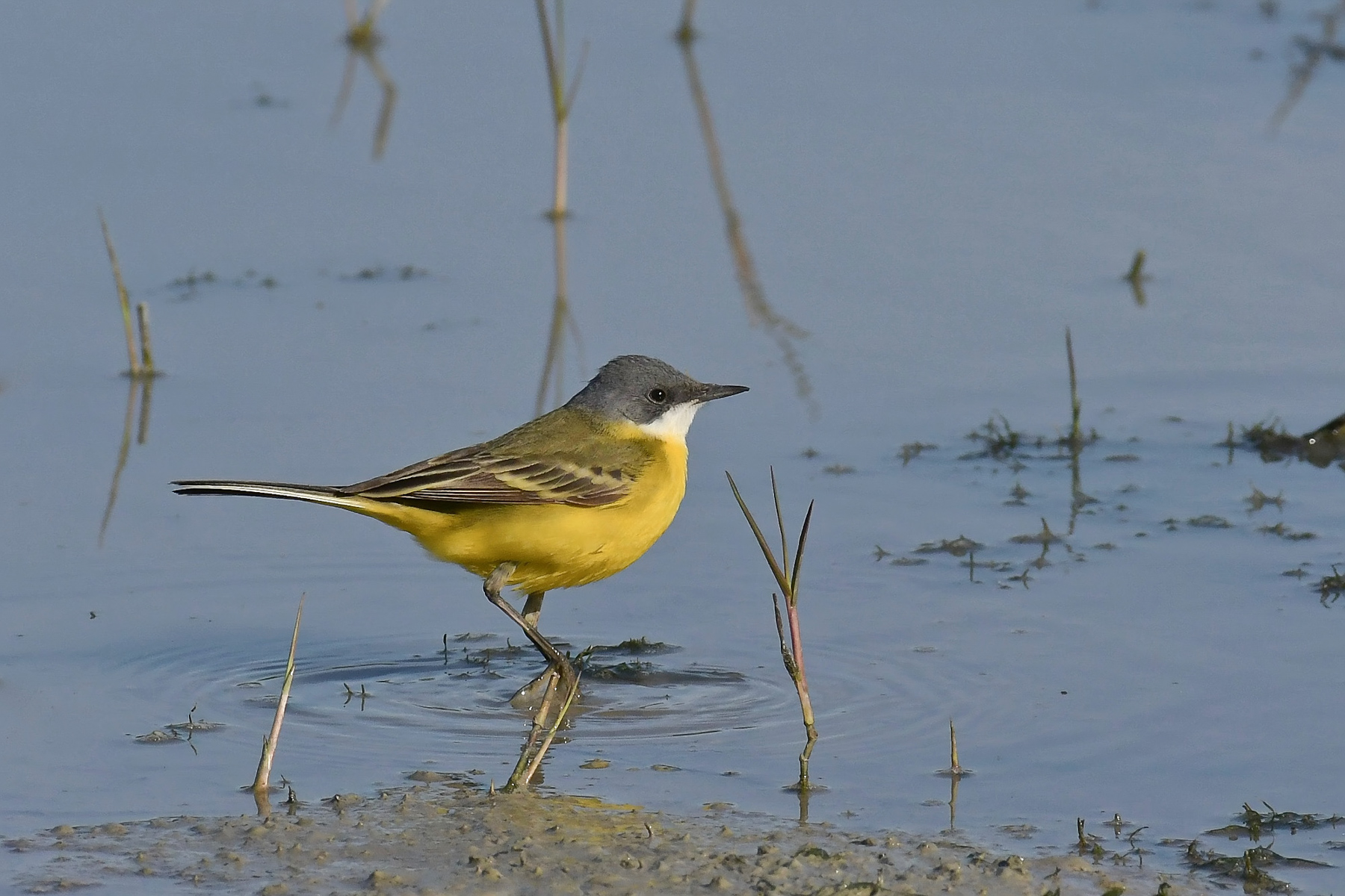 Cutrettola cinereocapilla