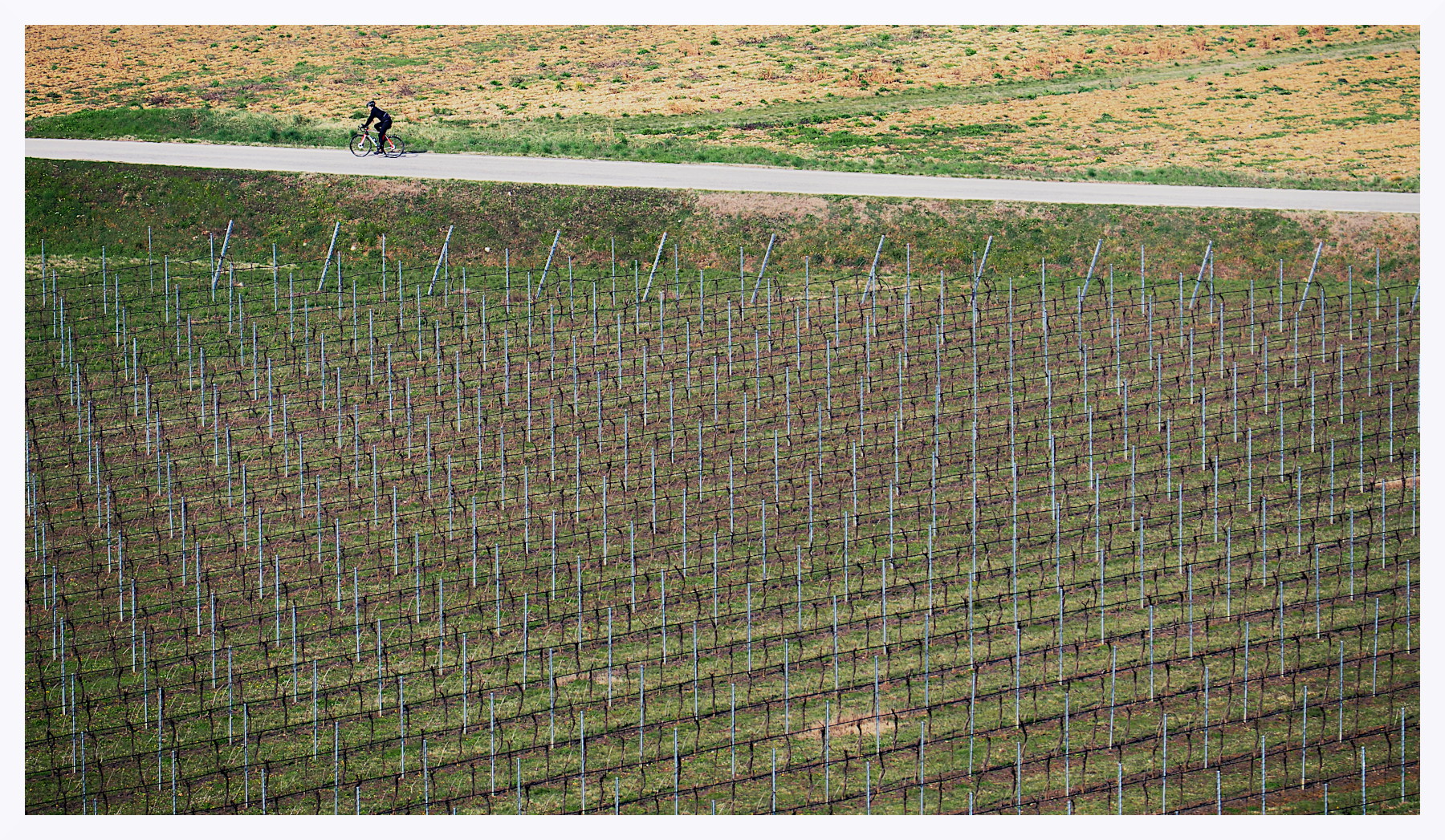 Vigneti con ciclista