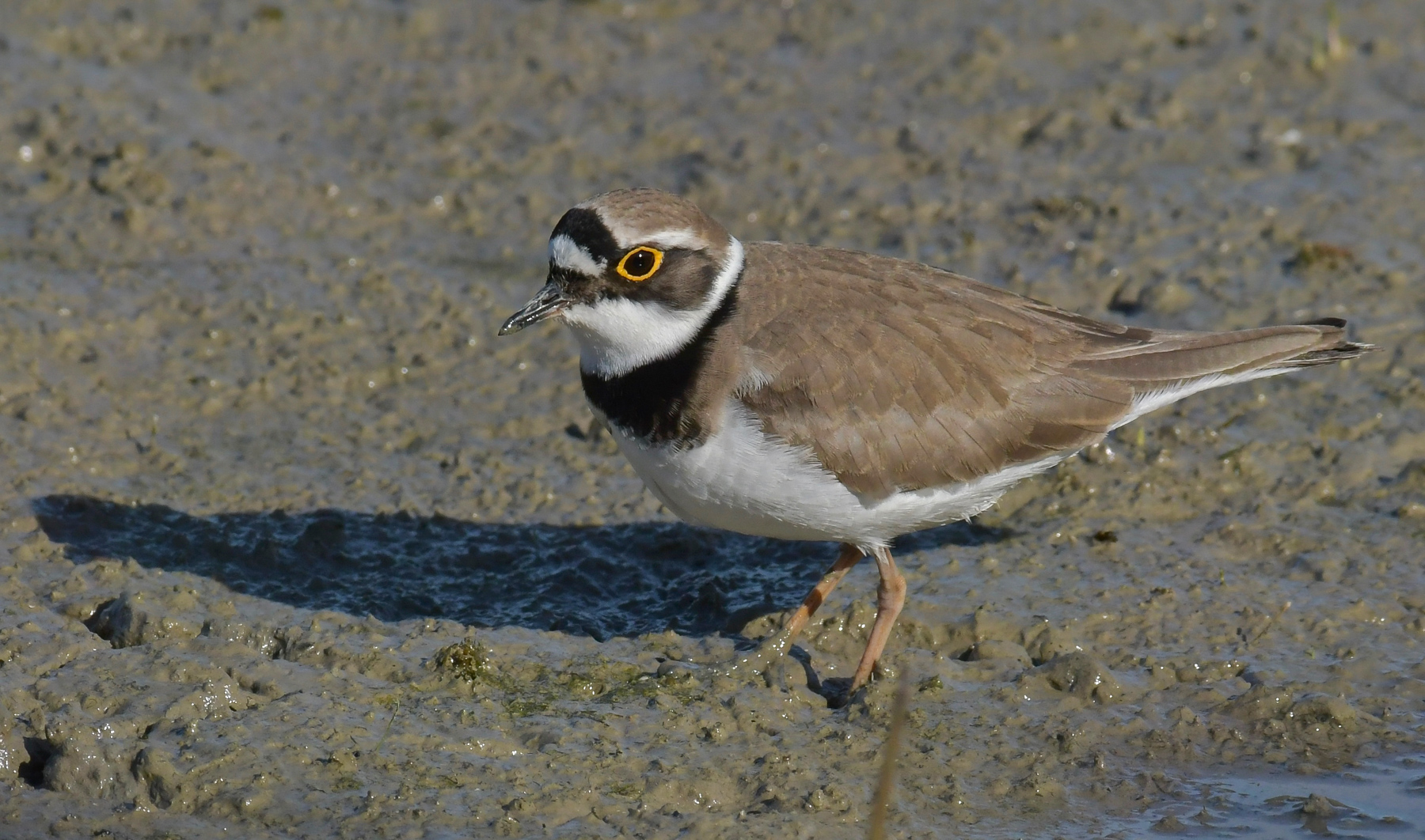 Corriere piccolo in formato panoramico