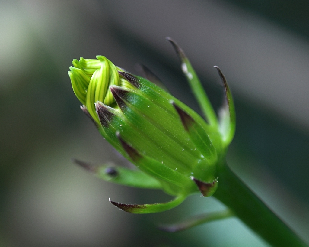 Gelato espresso al pistacchio