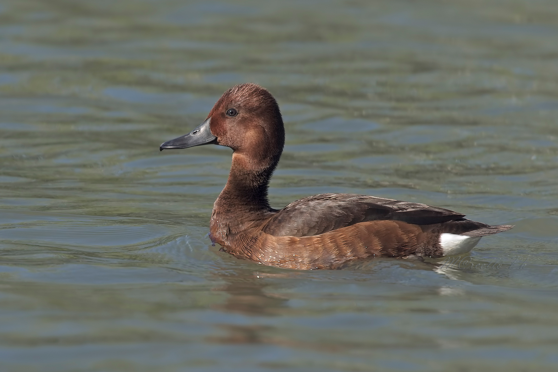Moretta tabaccata♀