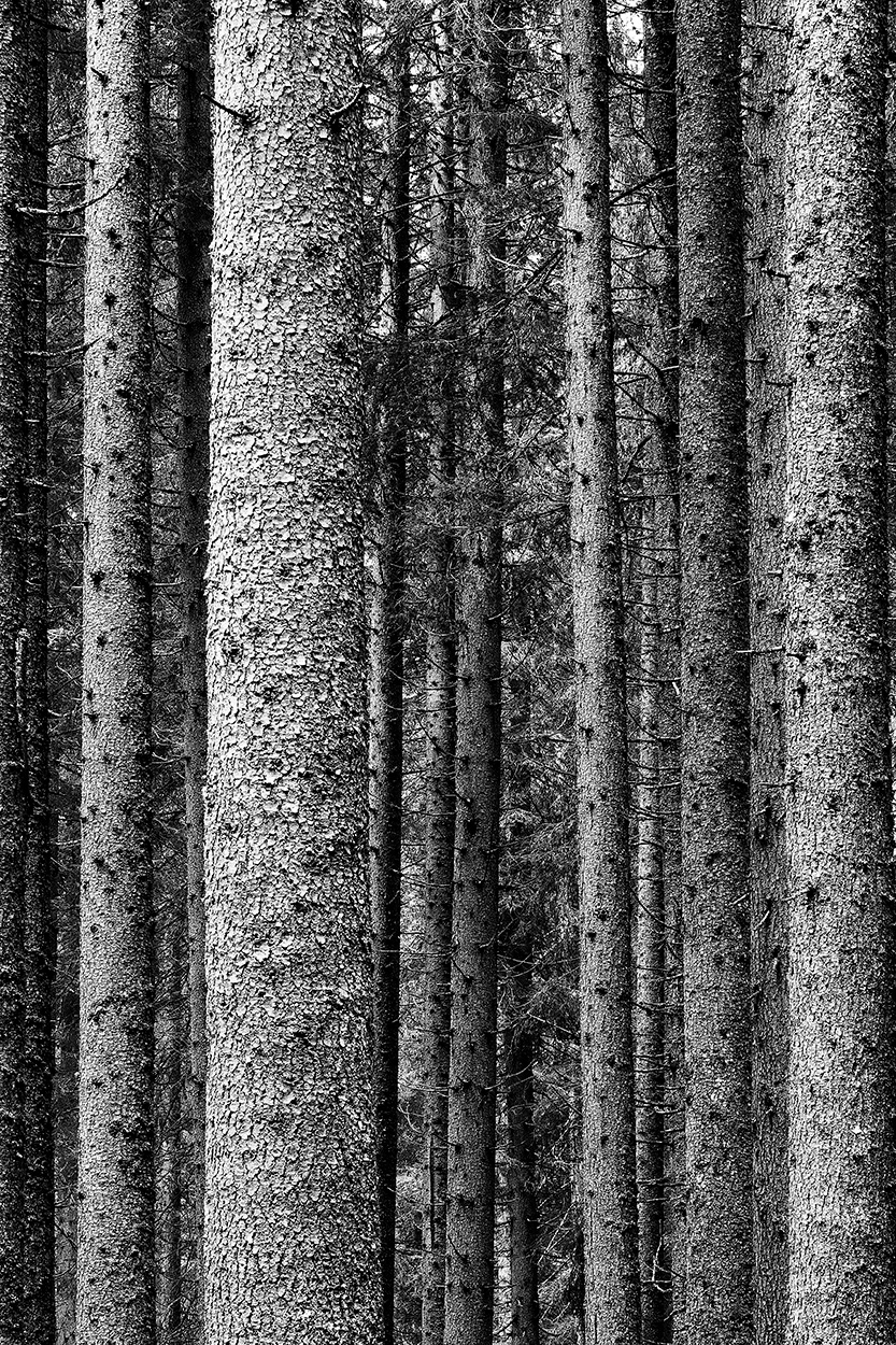 Violin�s Forest III