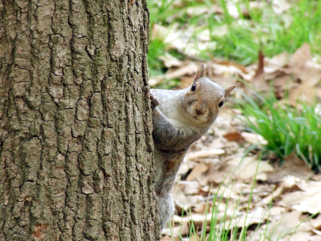 Parco di Stupinigi-Scoiattoli