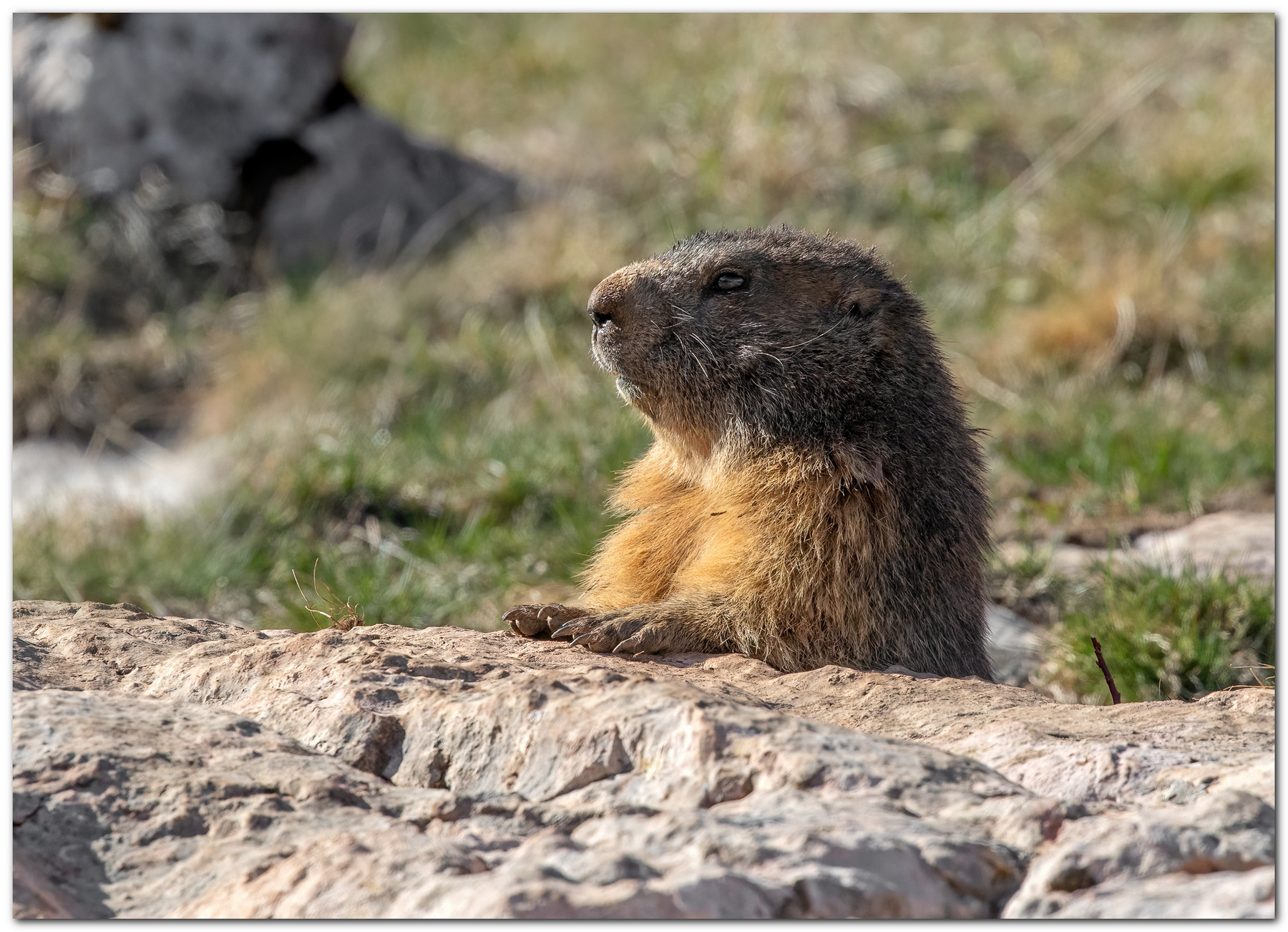 Marmotta ... prime uscite della stagione.