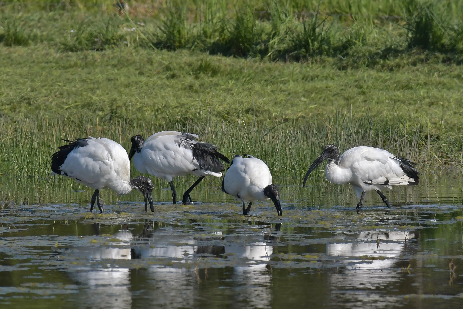 Ibis in alimentazione