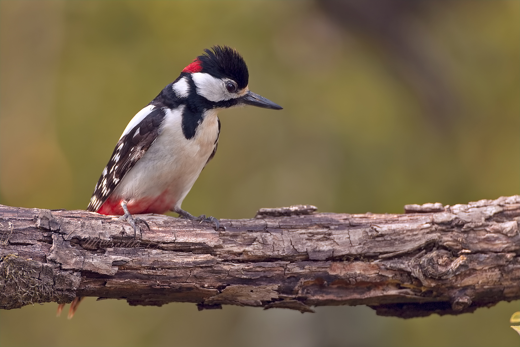 Picchio rosso maggiore....curioso