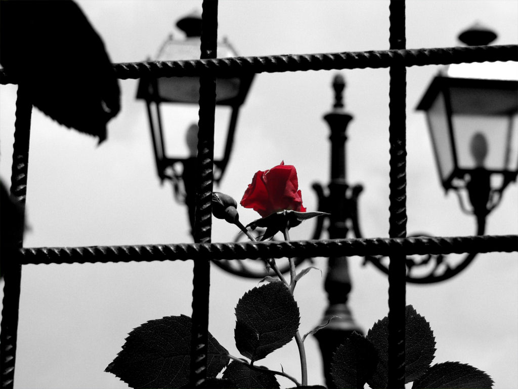 ROSA TRA LE SBARRE