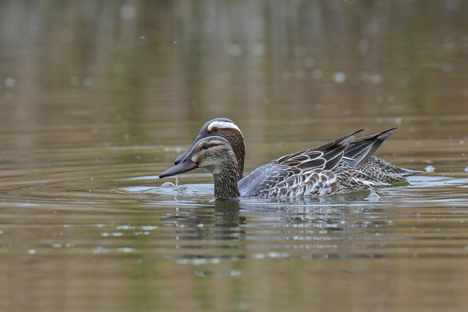 Coppia di marzaiole senza...luce.