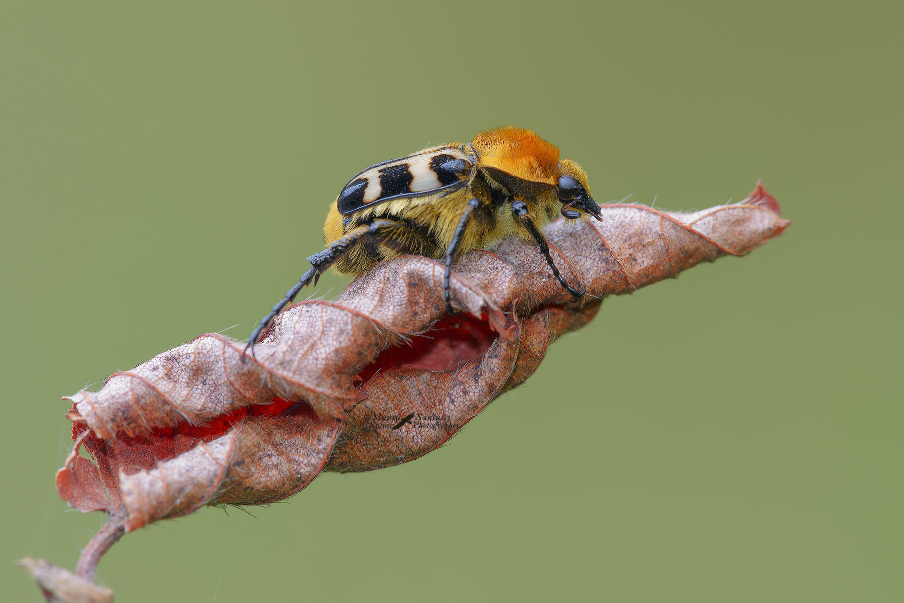 Trichio-fasciato_DSC9710