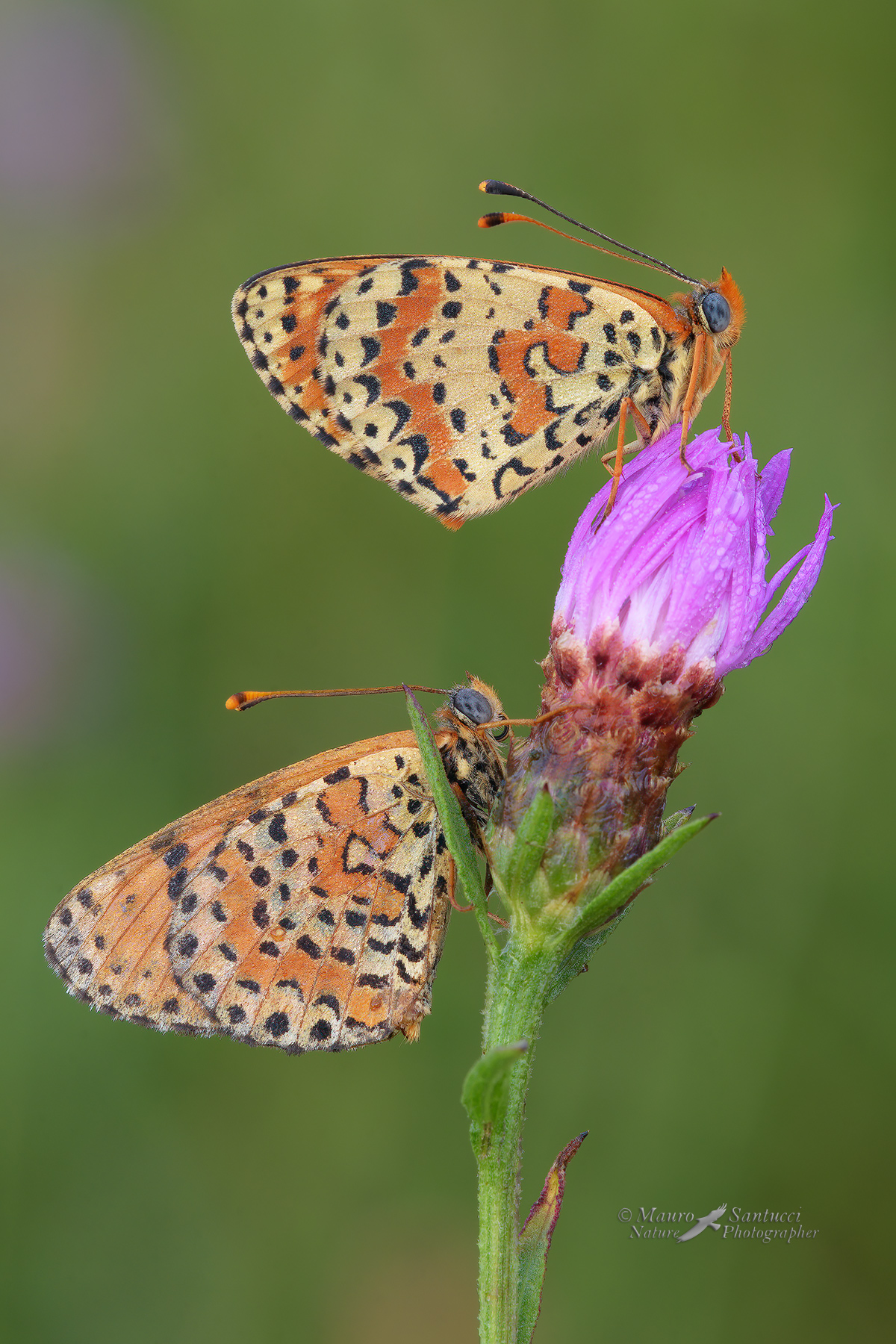 Melitaea-didyma_DSC0825