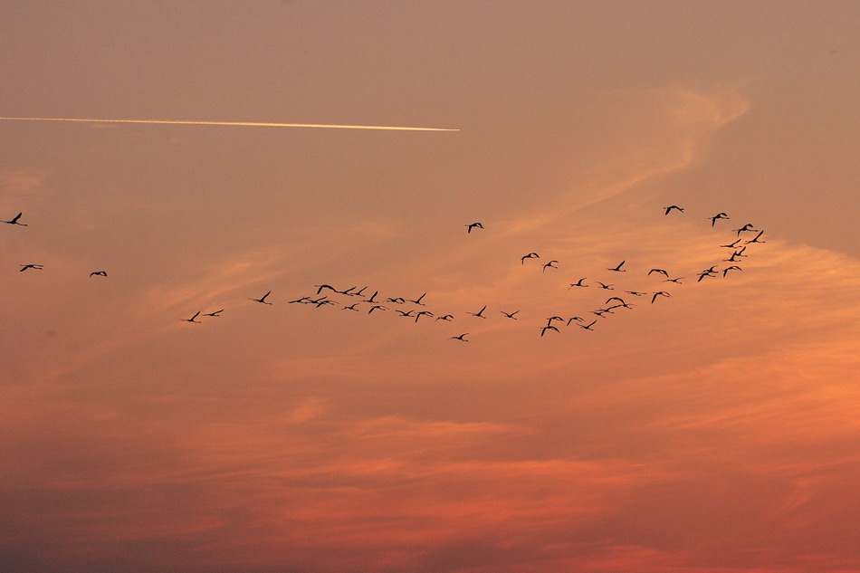 Fenicotteri in ....rosa