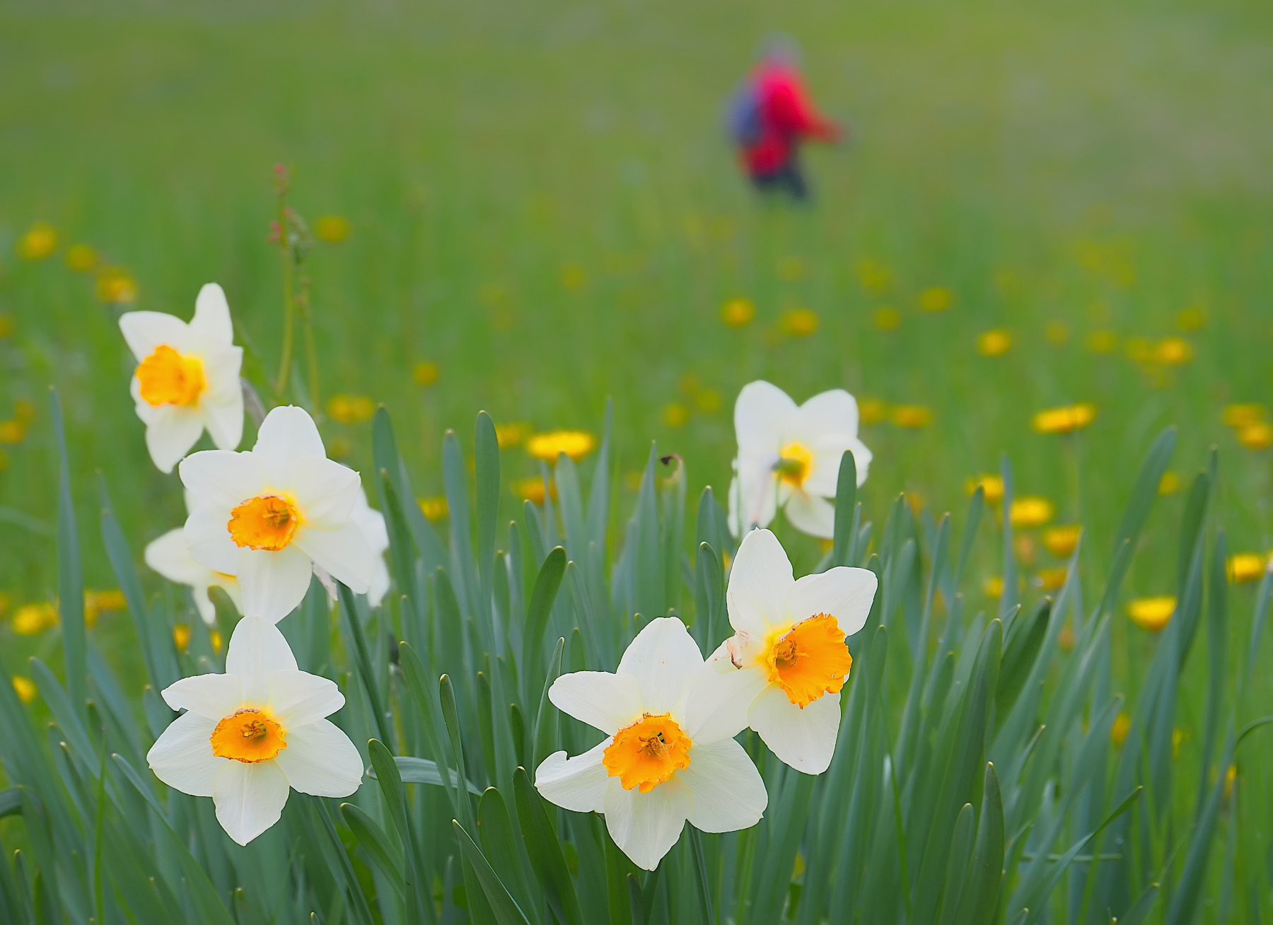 Camminatore nella primavera