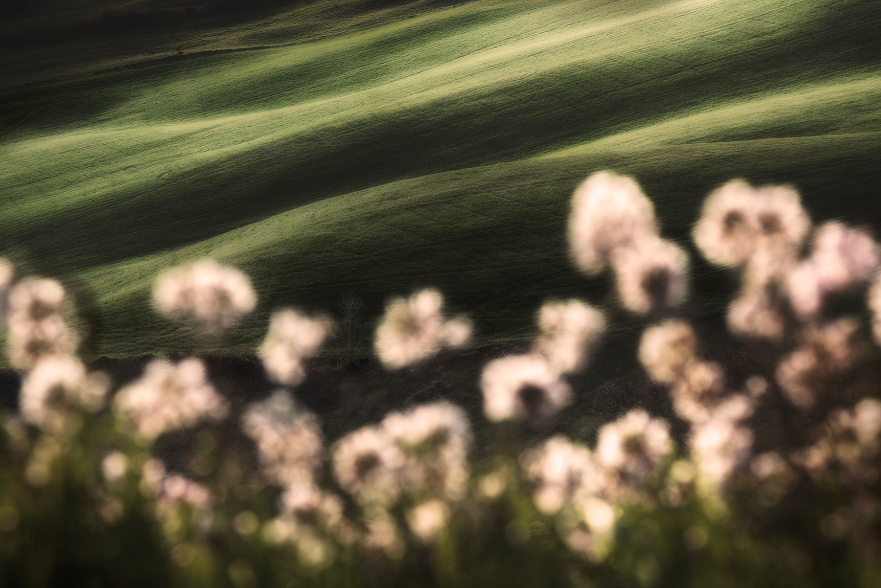 Colline e fiori di tristezza