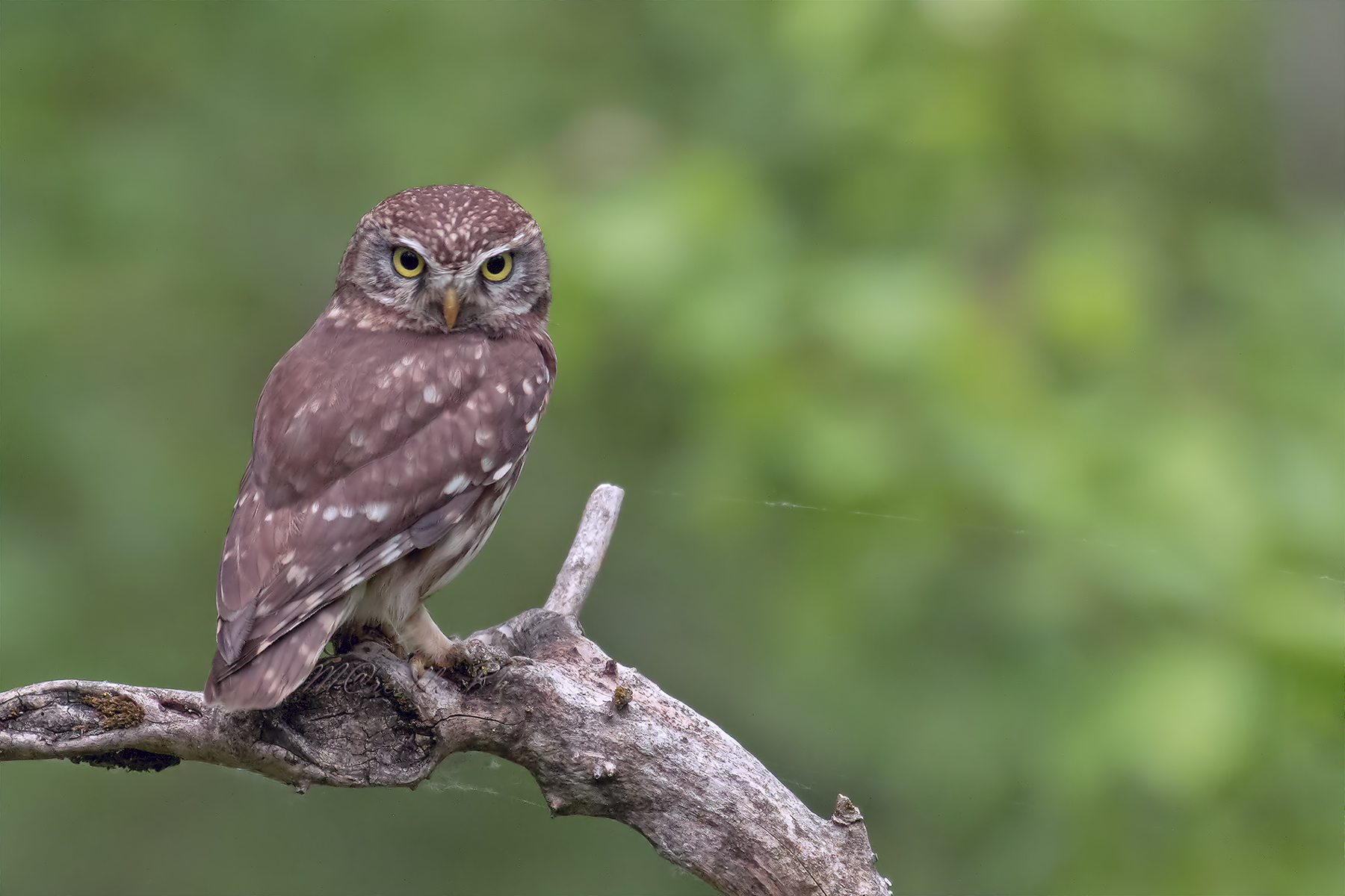 La civetta e  la ragnatela.