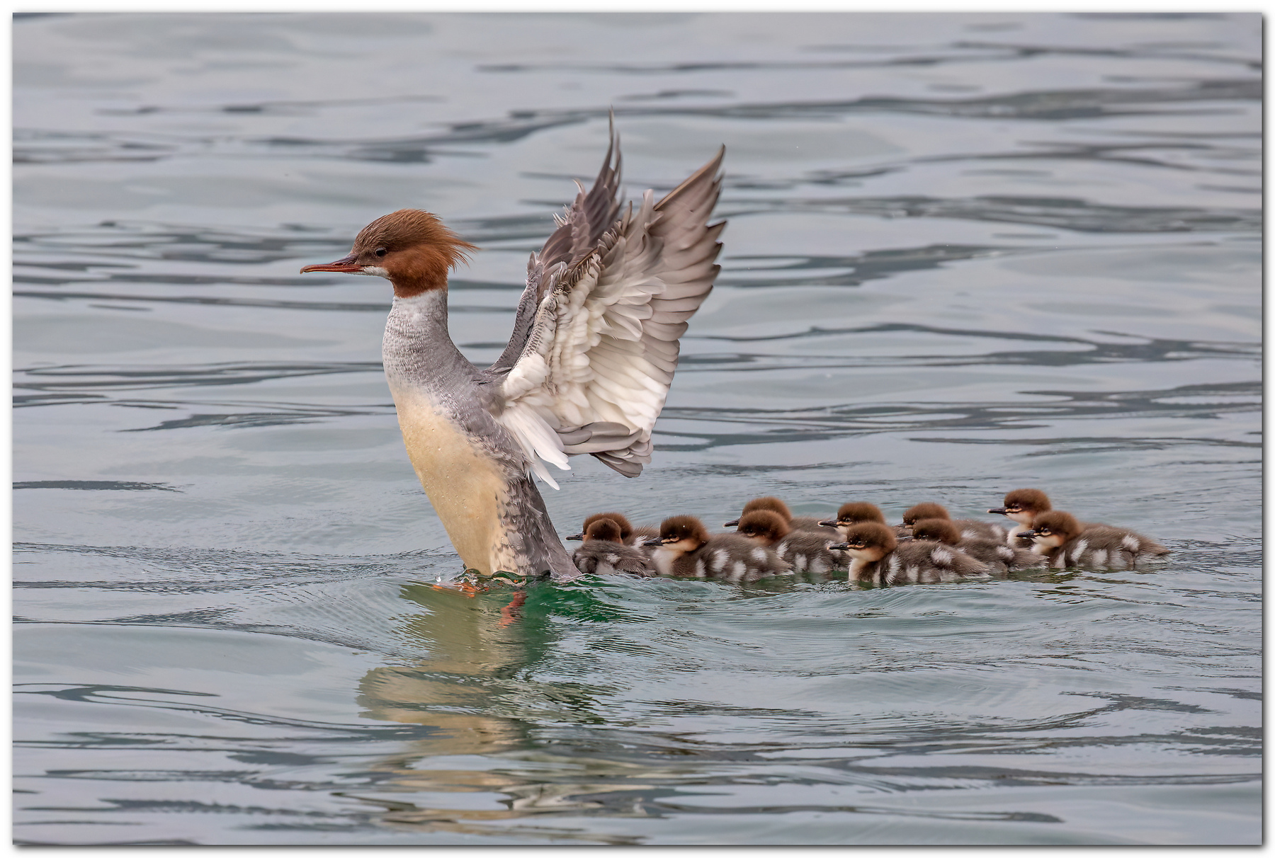 Smerghi, avanti marsch!