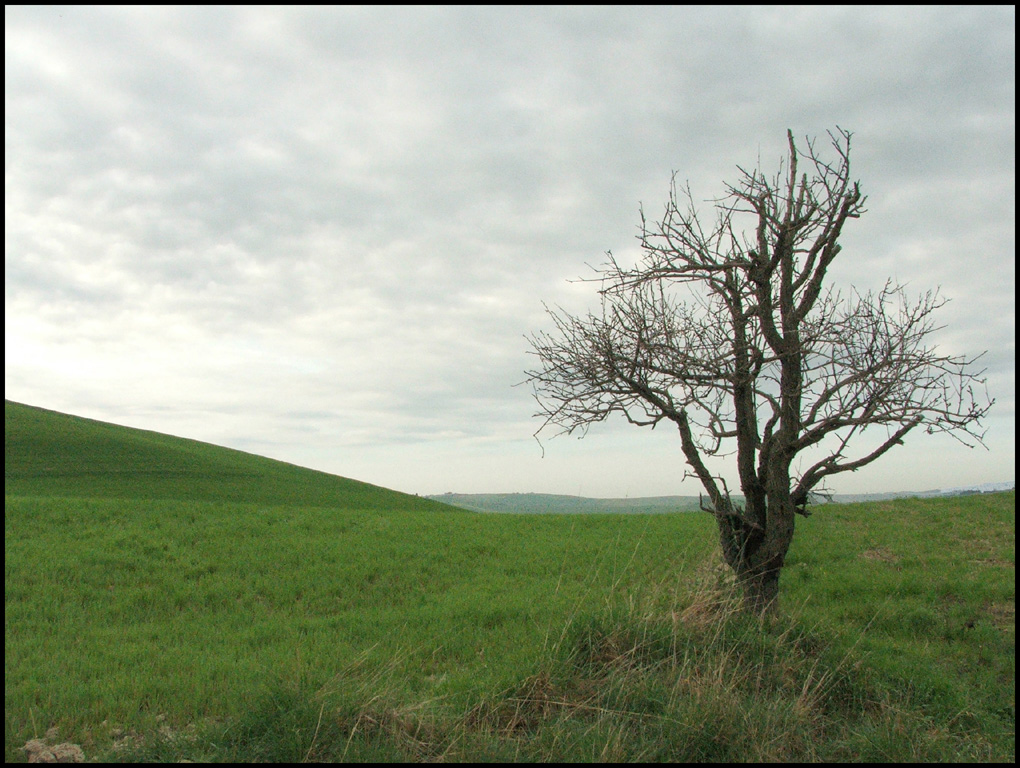 Particolare di campagna pisana...
