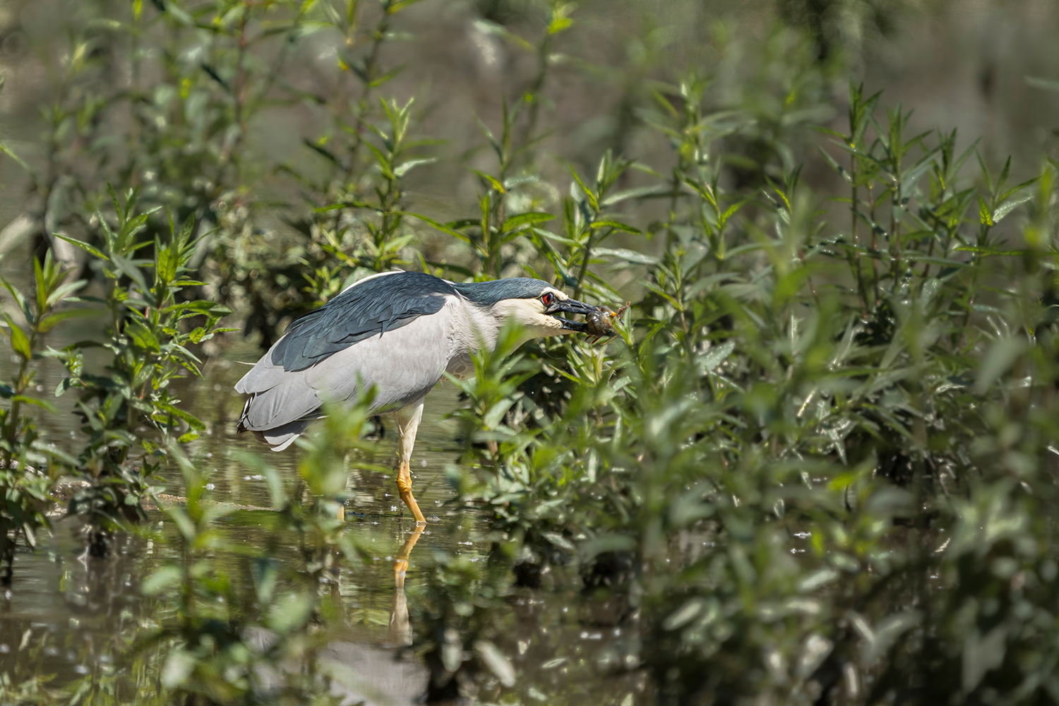 Nitticora con gamberetto